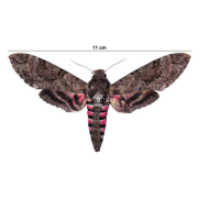 AGRIUS CINGULATA